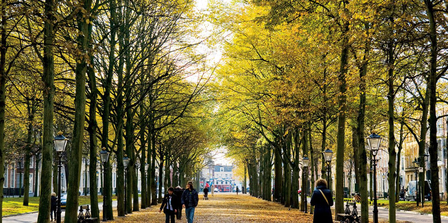 Historical importance and development of parks and public green grids