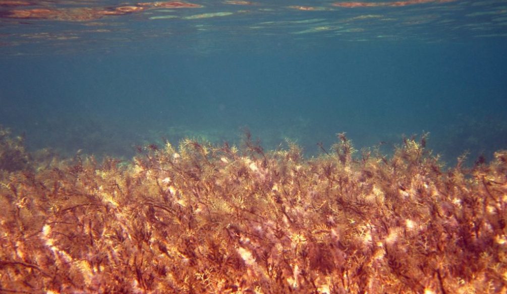 Acuicultura de algas para reducir la huella de carbono