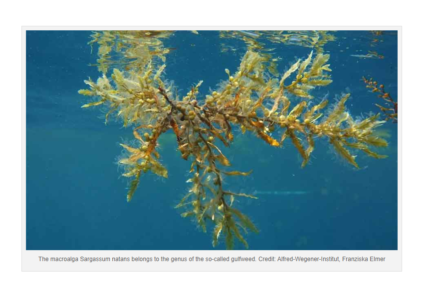 Start-up Macrocarbon Developing Macroalgae Aquafarms