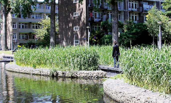 Helophyte filter on Erasmusgracht, Amsterdam